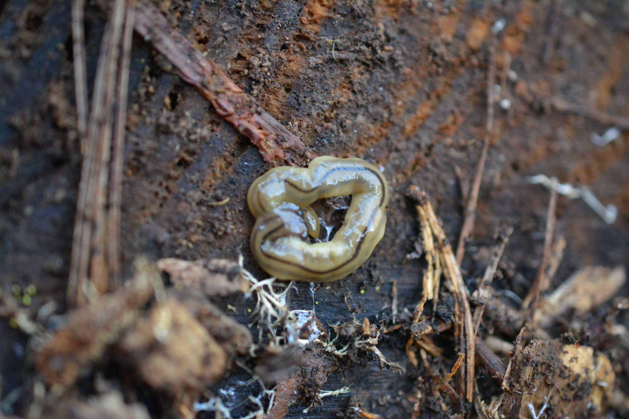 Image de Bipalium pennsylvanicum Ogren 1987