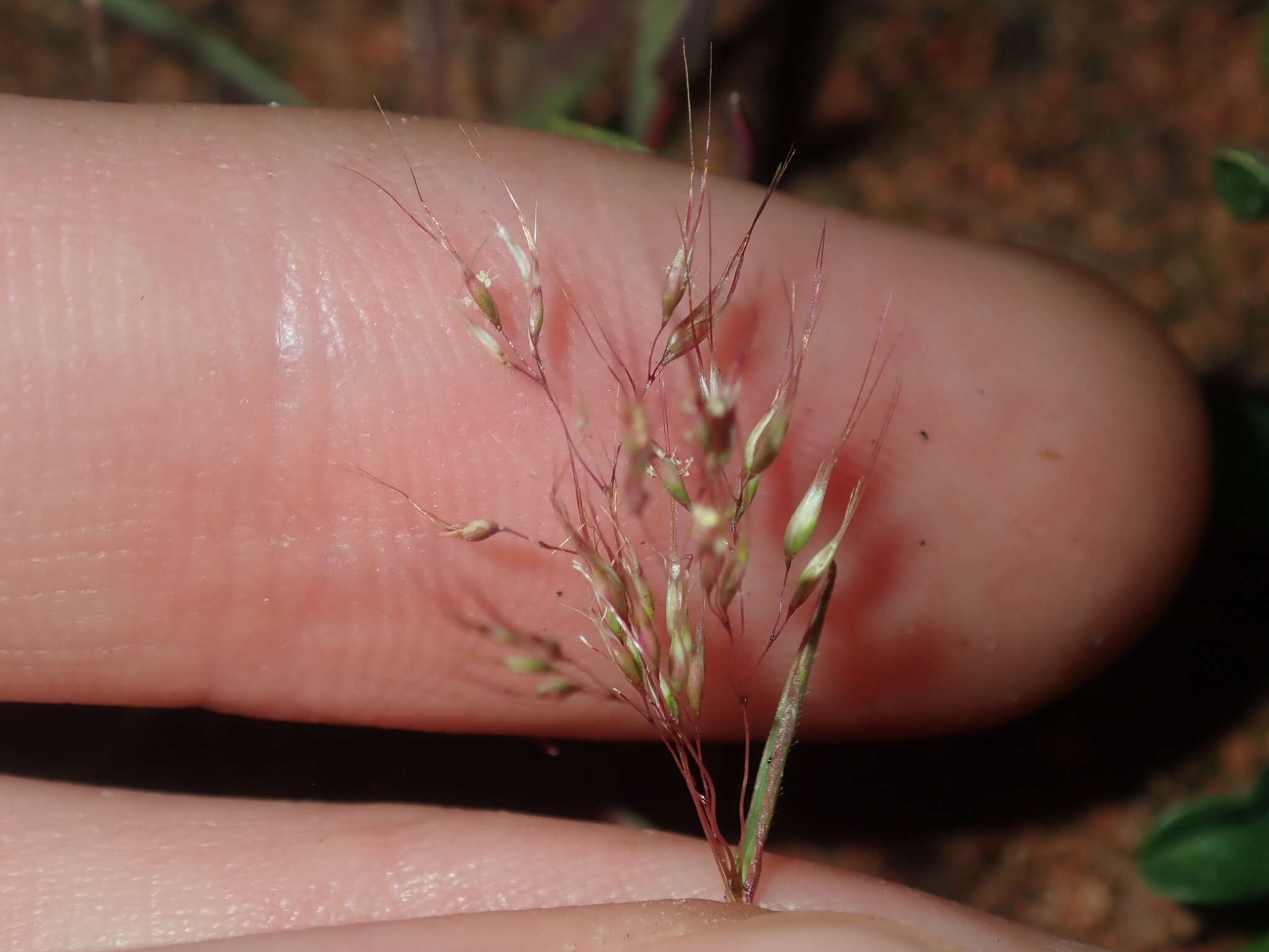 Image of Pentameris airoides (Nees) Steud.