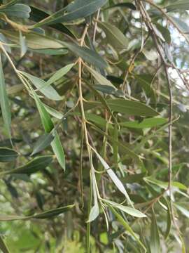 Plancia ëd Olea europaea subsp. guanchica P. Vargas, J. Hess, Muñoz Garm. & Kadereit