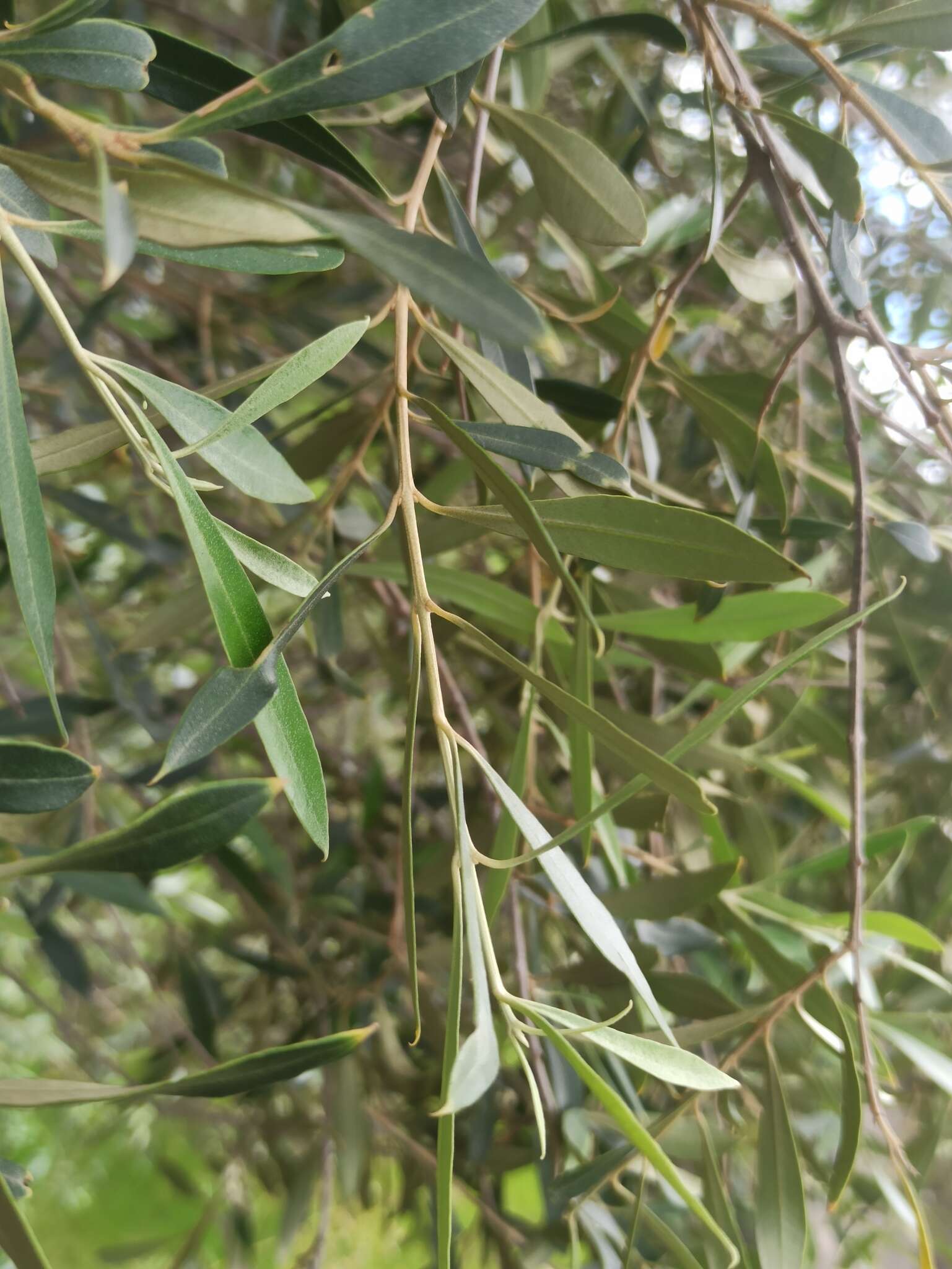 Olea europaea subsp. guanchica P. Vargas, J. Hess, Muñoz Garm. & Kadereit resmi