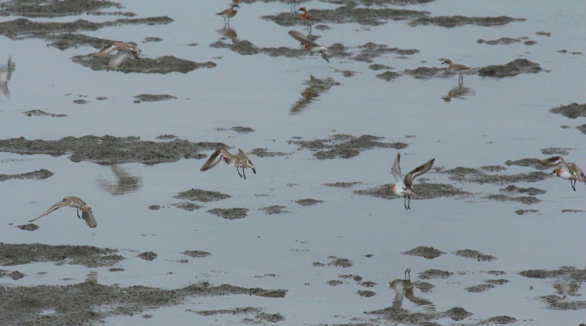 Image of Lesser Sand Plover