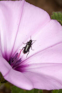 Image of mallow bindweed