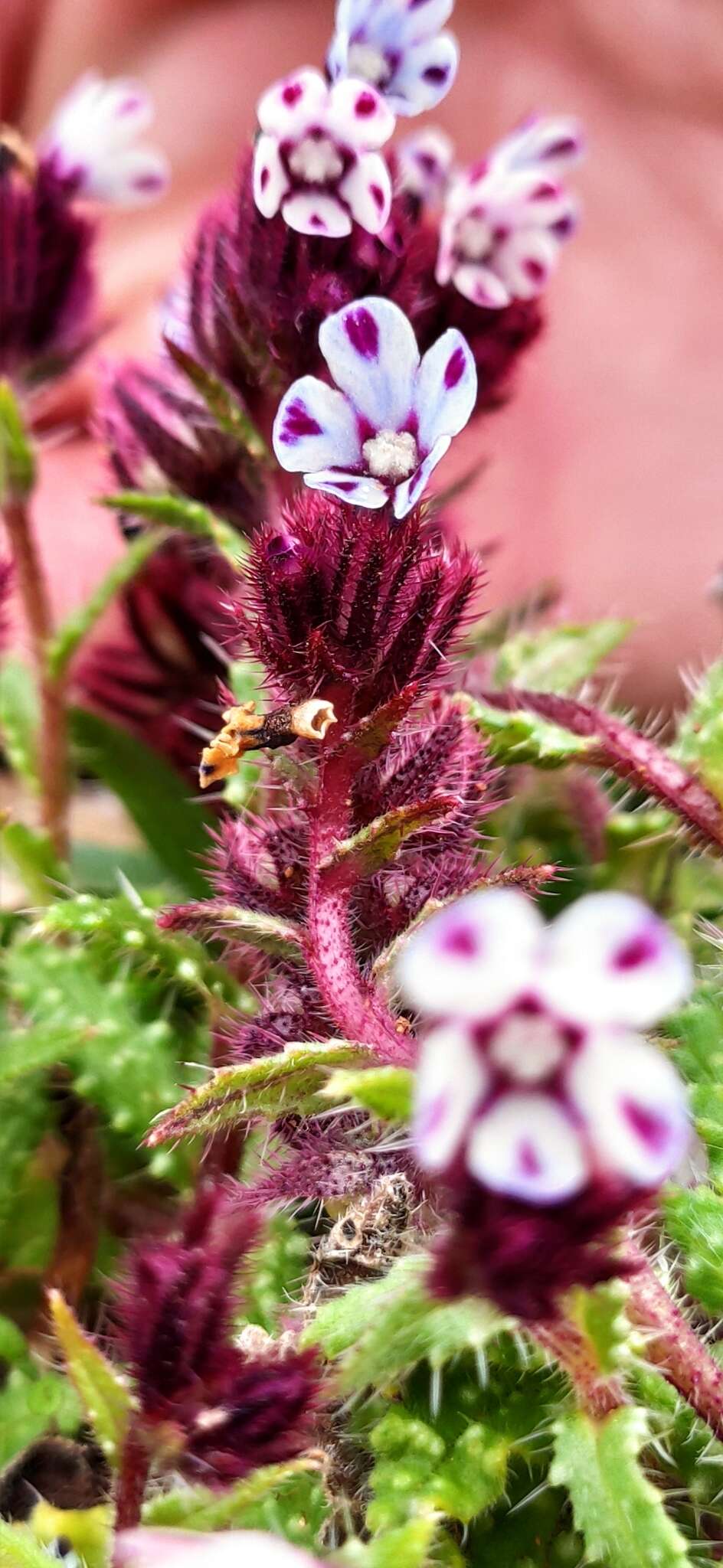 Image de Anchusella variegata (L.) M. Bigazzi, E. Nardi & F. Selvi