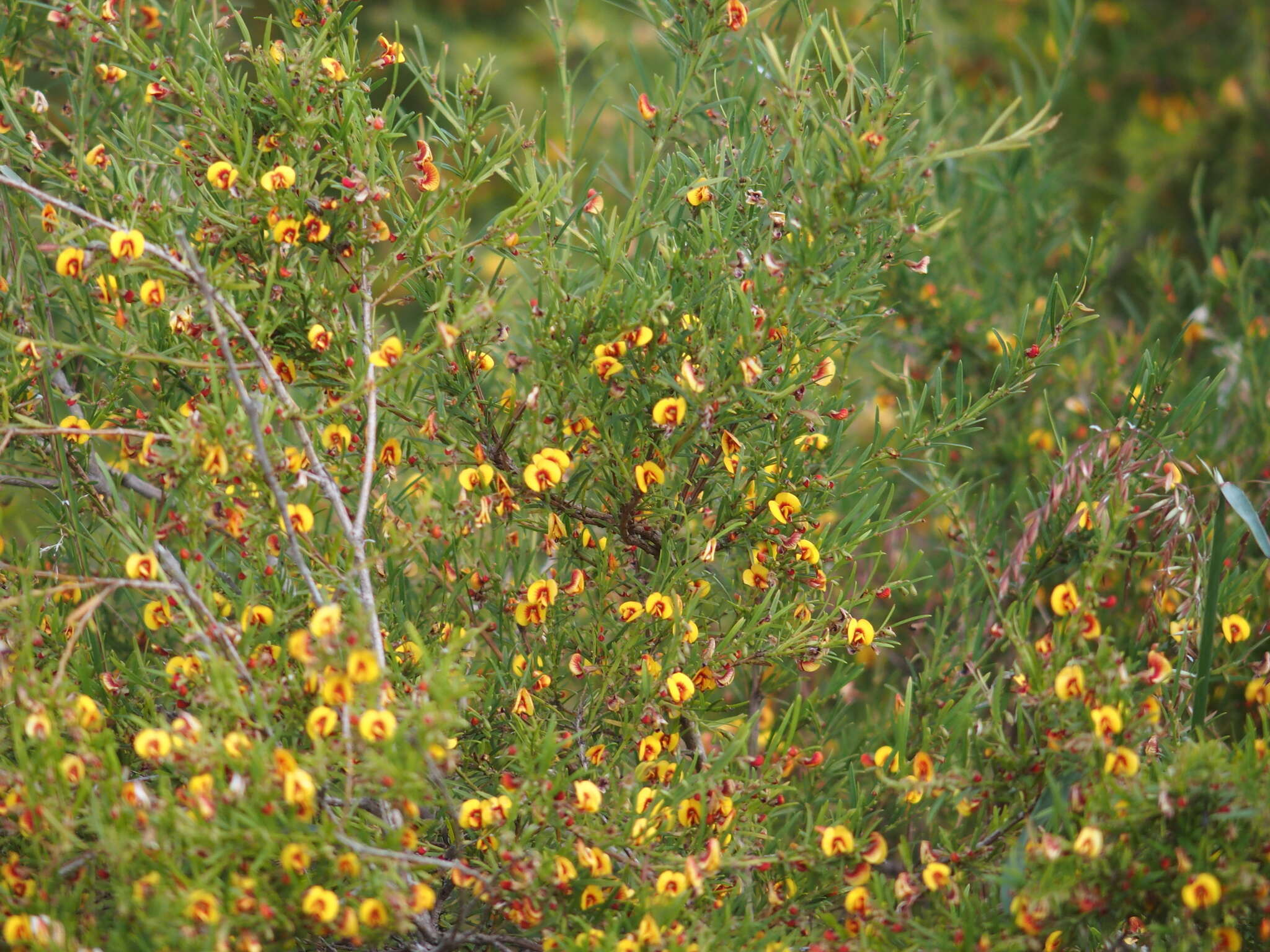 Bossiaea linophylla R. Br. resmi