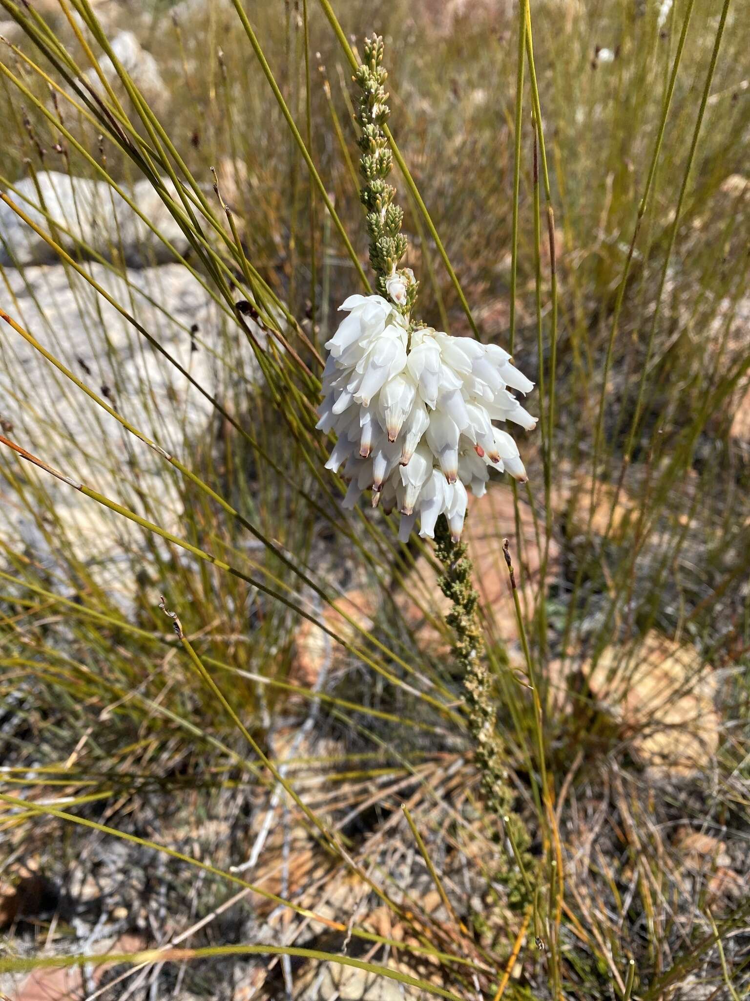 Image of Erica monsoniana var. monsoniana