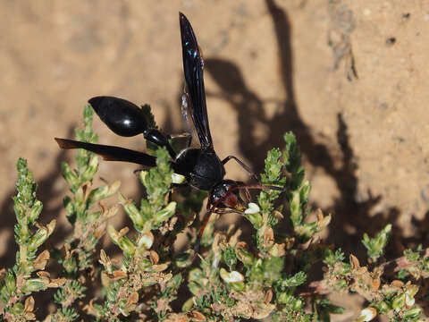 Sivun Delta emarginatum (Linnaeus 1758) kuva