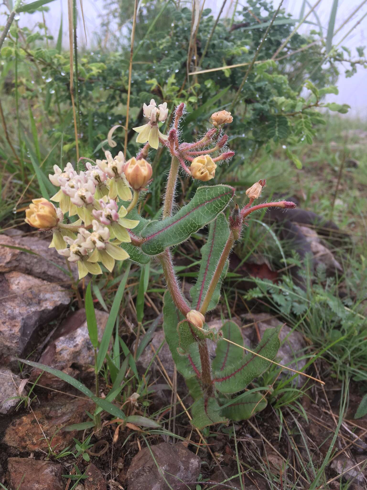 Asclepias jaliscana Robinson的圖片