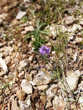 Image of Veronica orsiniana Ten.