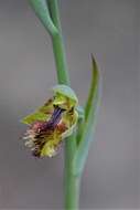 Imagem de Calochilus campestris R. Br.