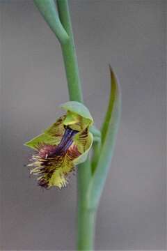 Imagem de Calochilus campestris R. Br.