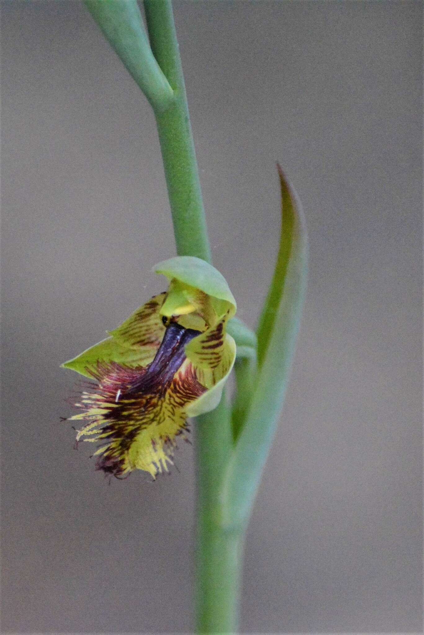 Imagem de Calochilus campestris R. Br.