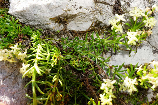 Image of Galium noricum Ehrend.