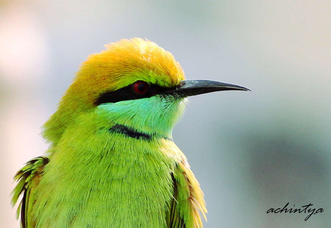 Image of Asian Green Bee-eater