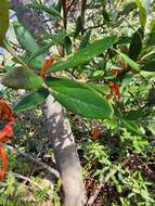 Image of Grevillea victoriae subsp. victoriae