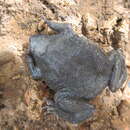 Image of Sabana Surinam toad