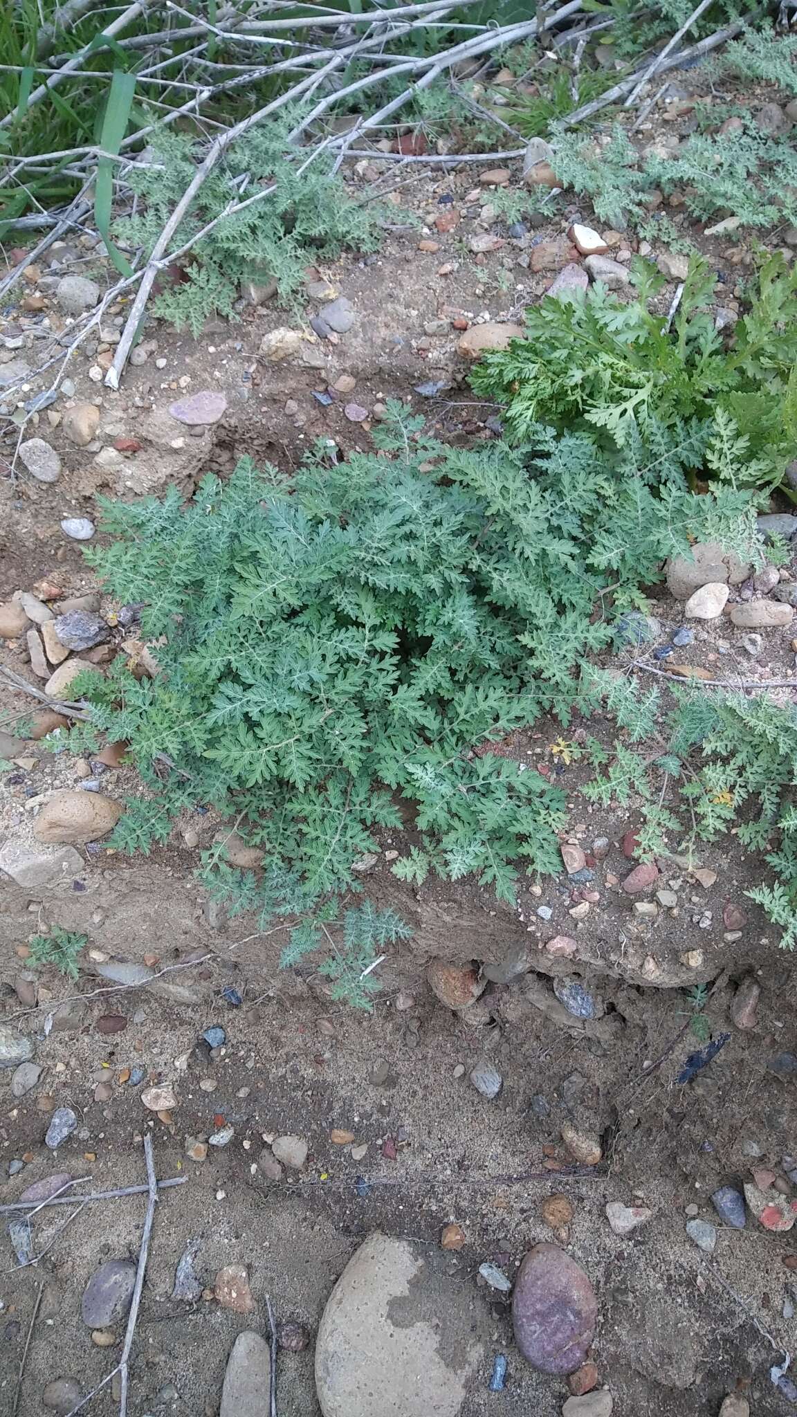 Image of weakleaf bur ragweed