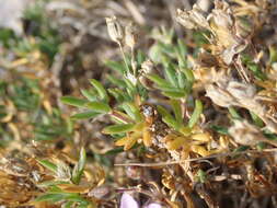 Image of Spergularia rupicola Le Jolis