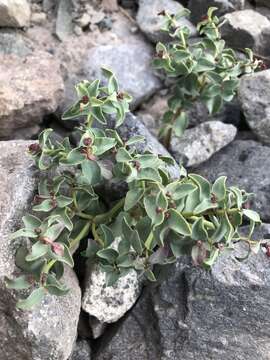 Image of Euphorbia collina Phil.