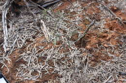 صورة Euphorbia tannensis subsp. eremophila (A. Cunn. ex T. Mitch.) D. C. Hassall