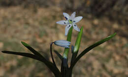 Image of Scilla leepii Speta