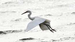 Image of Egretta garzetta nigripes (Temminck 1840)