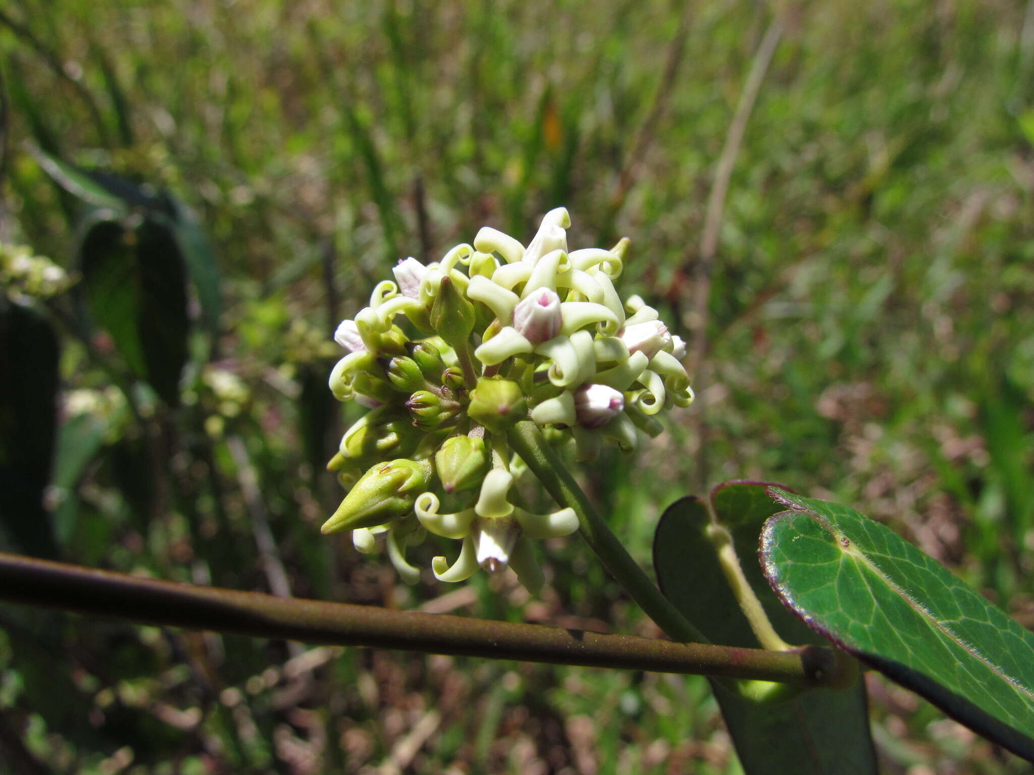 Image of Oxypetalum tubatum Malme