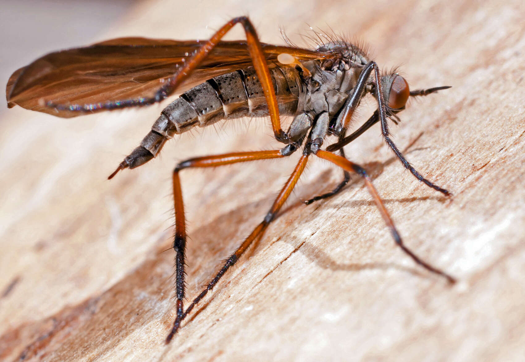 Imagem de Empis borealis Linnaeus 1758