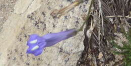 Image of Lobelia coronopifolia L.