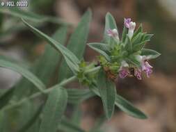 Слика од Stachys palaestina L.