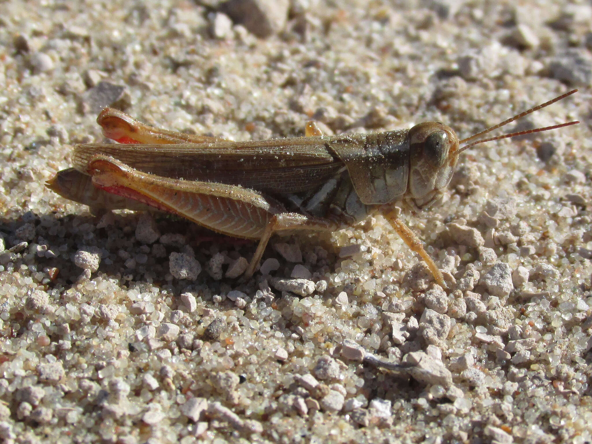 Слика од Melanoplus foedus foedus Scudder & S. H. 1878