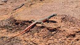 Image of Waterberg Flat Lizard