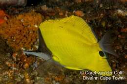 Image of Longnose butterflyfishes