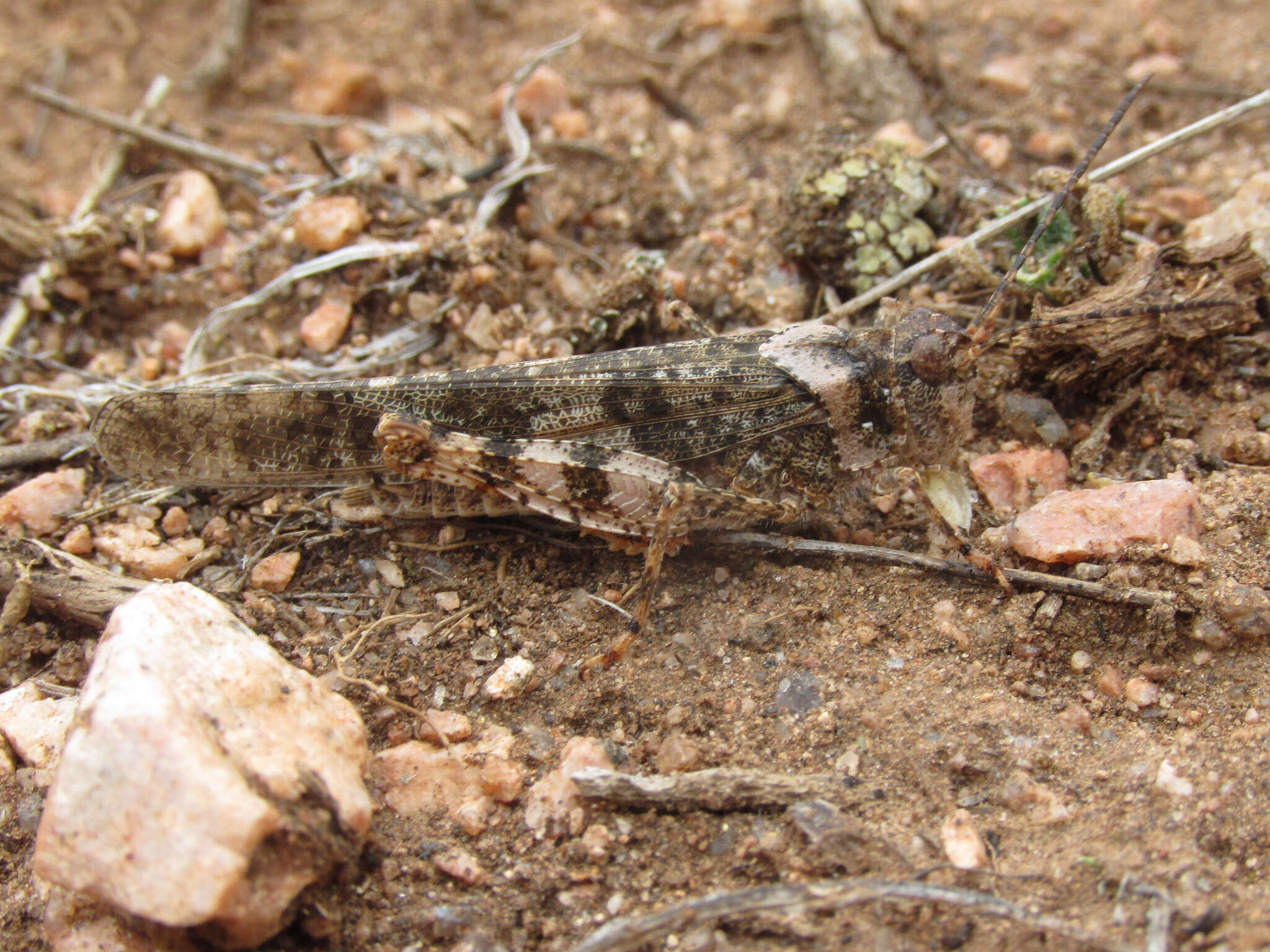 Image of Campestral grasshopper