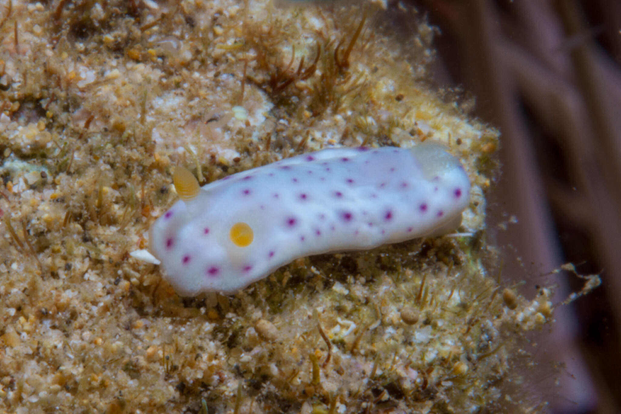 Image of Chromodoris aspersa (Gould 1852)