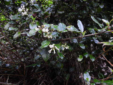 Image of viburnum