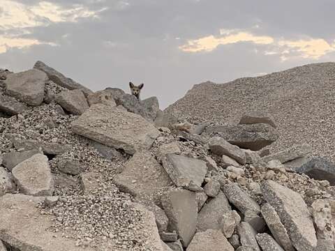 Image of Arabian red fox