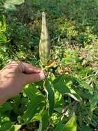 Image of purple milkweed