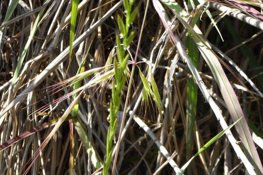 Image of Italian Rye Grass