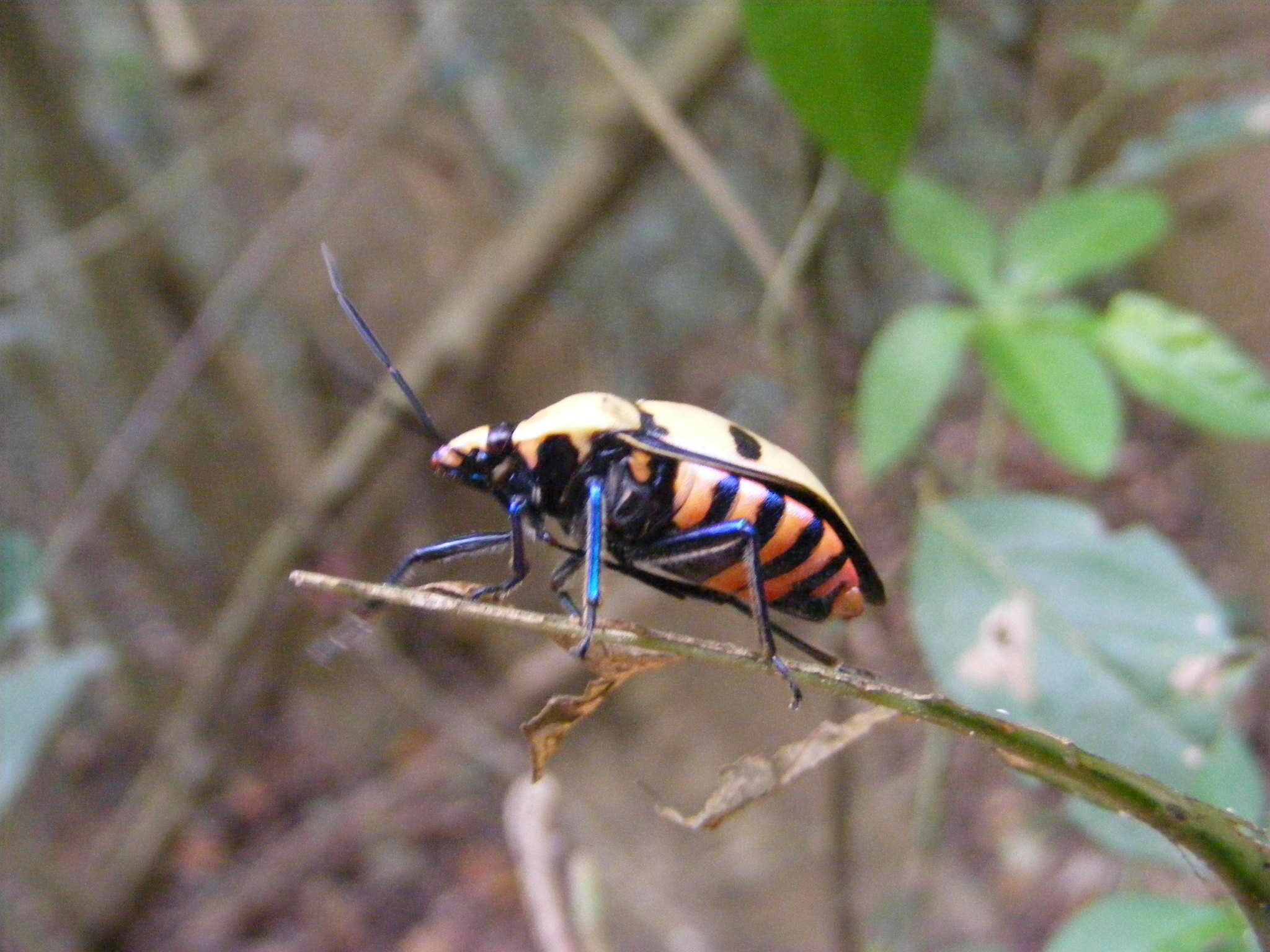 Image of <i>Eucorysses grandis</i>