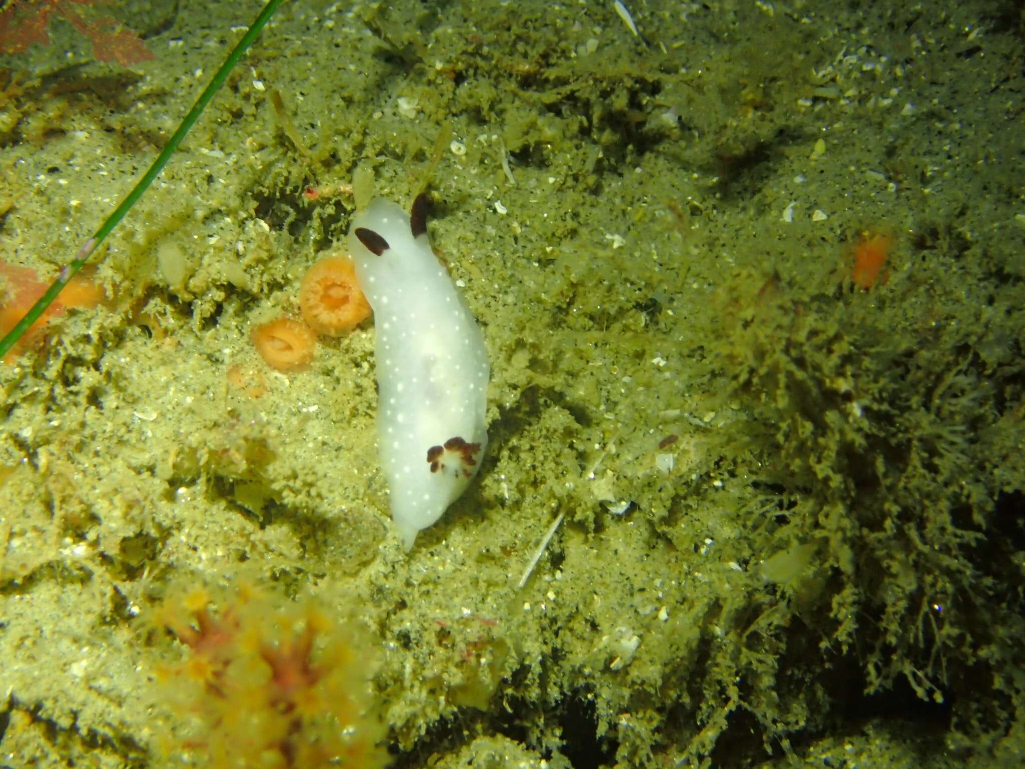 Image of Cadlina limbaughorum Lance 1962