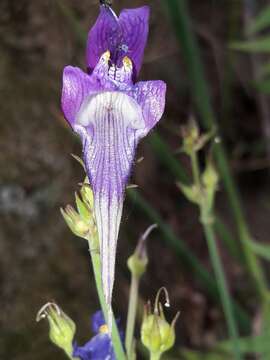 Image of Linaria triornithophora (L.) Willd.