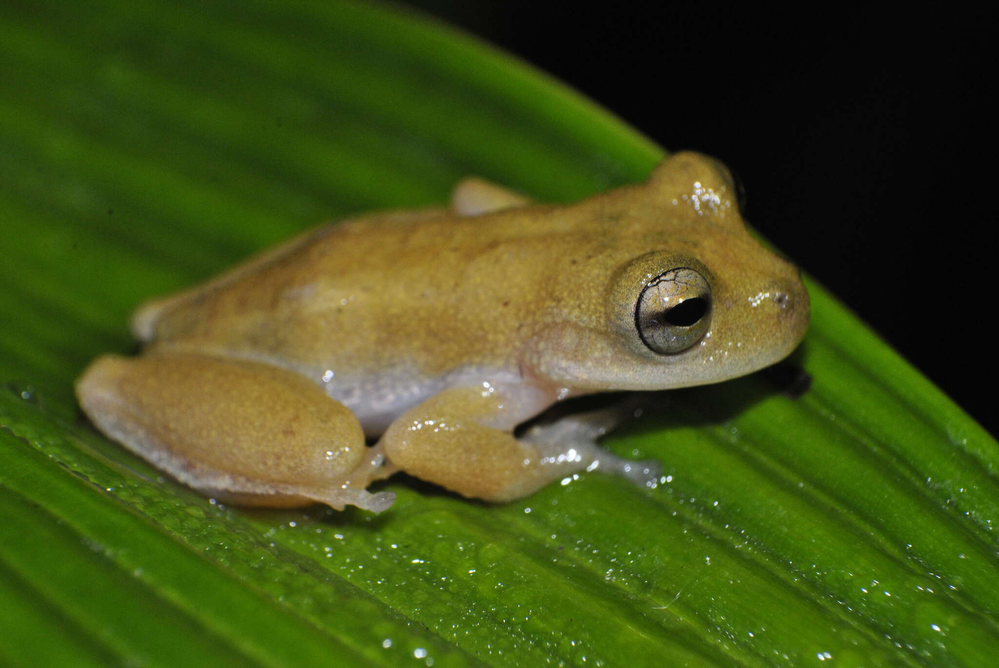 Image of Bromeliohyla Faivovich, Haddad, Garcia, Frost, Campbell & Wheeler 2005