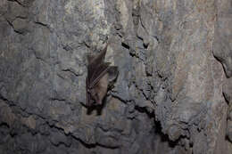 Image of Long-snouted Bat