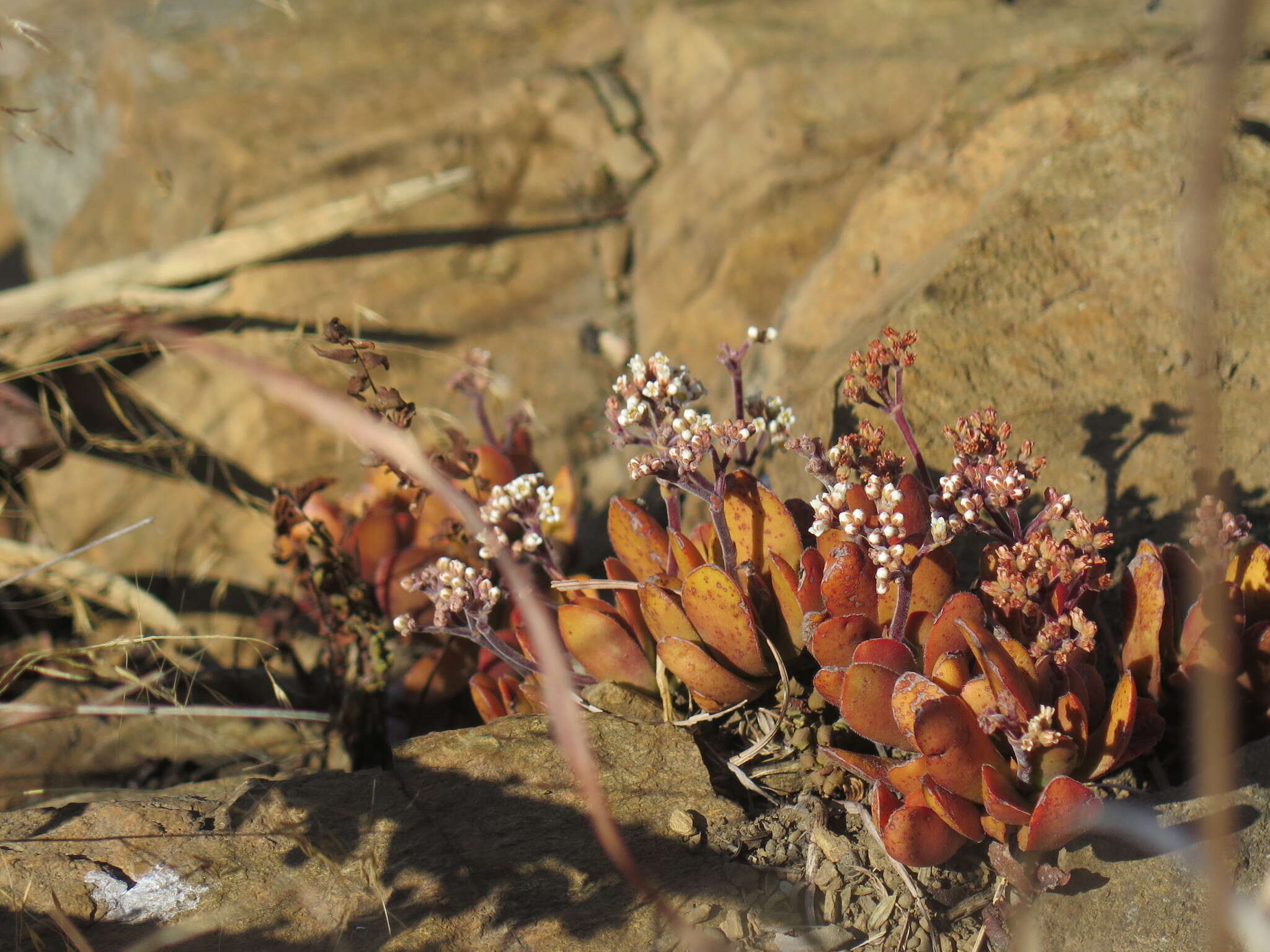 Image of Crassula swaziensis Schönl.