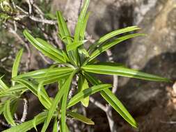 صورة Carlina falcata Svent.