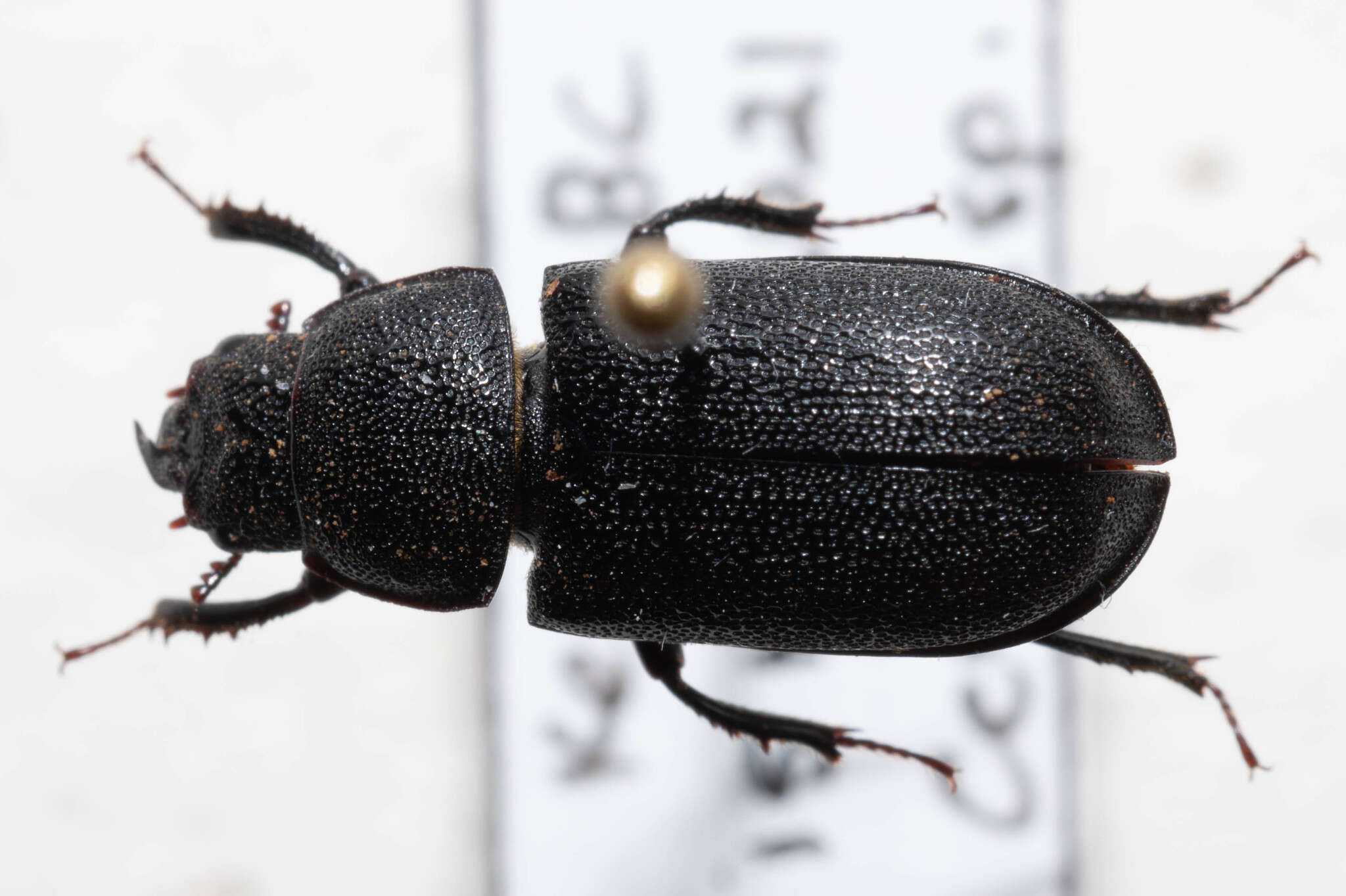 Image of Ceruchus punctatus Le Conte 1869