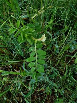 Sivun Vicia hybrida L. kuva