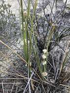 Sivun Lomandra leucocephala (R. Br.) Ewart kuva