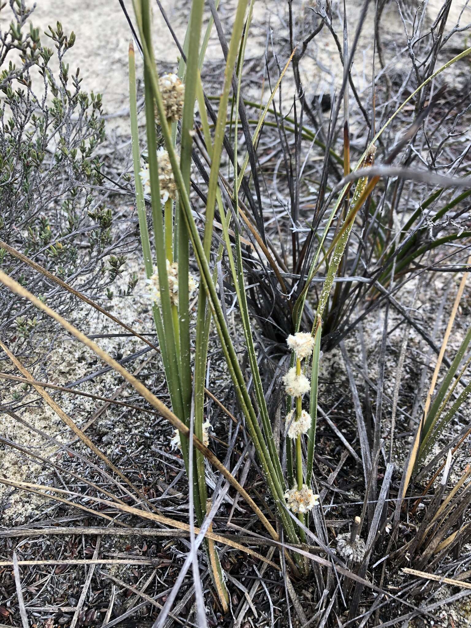 Sivun Lomandra leucocephala (R. Br.) Ewart kuva