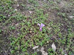 Image of Iris kolpakowskiana subsp. kolpakowskiana